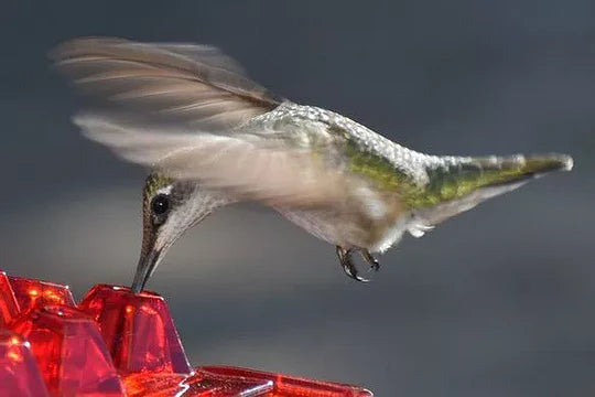 Norvo | Ant Proof Kolibri Fuglmatingsautomat Utendørs Hengende Påle