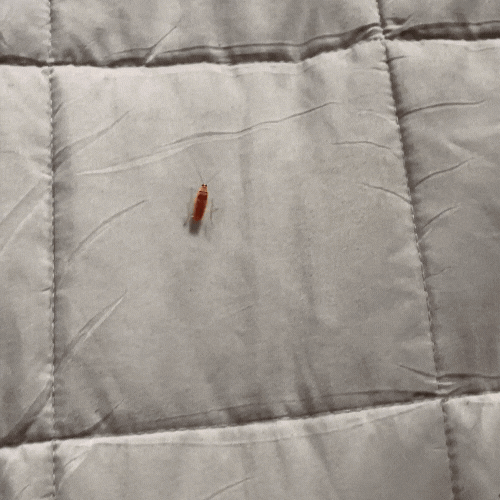 Norvo | Insect Fangst Prodigy — Endelig lev stressfritt uten krypende kaos!