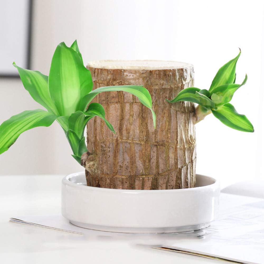 Norvo | Lucky Brazil Wood Potted Plant