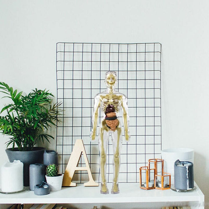 Norvo | 3D menneskekropp torso-modell for barn anatomi modell skjelett