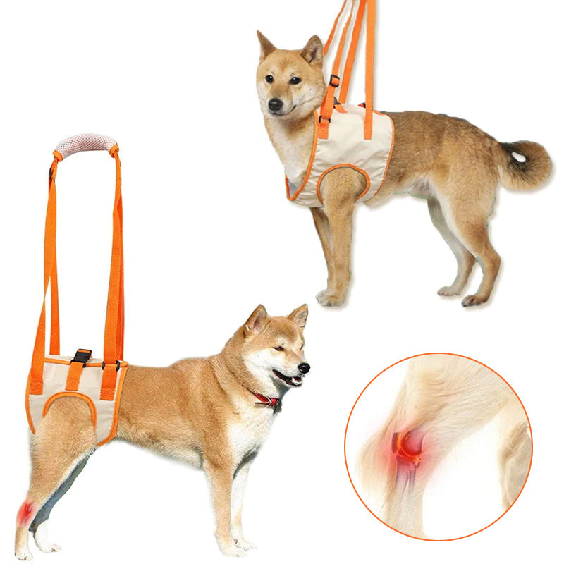 Norvo | Dog Support Lift Harness for ACL Rehab & Arthritis