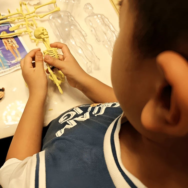 Norvo | Klar Menneskelig Kropp Strukturmodell