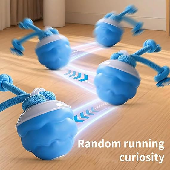 Norvo | PawPulse – Hjelper hunder med å forbli aktive, glade og uten bekymringer