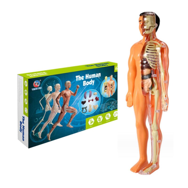 Norvo | 3D menneskekropp torso-modell for barn anatomi modell skjelett