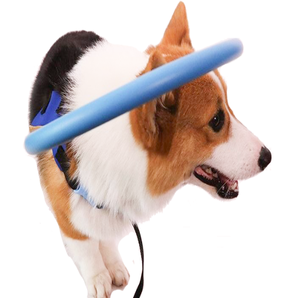 Norvo | Bumper Collar Guide For Blind Dogs Harness