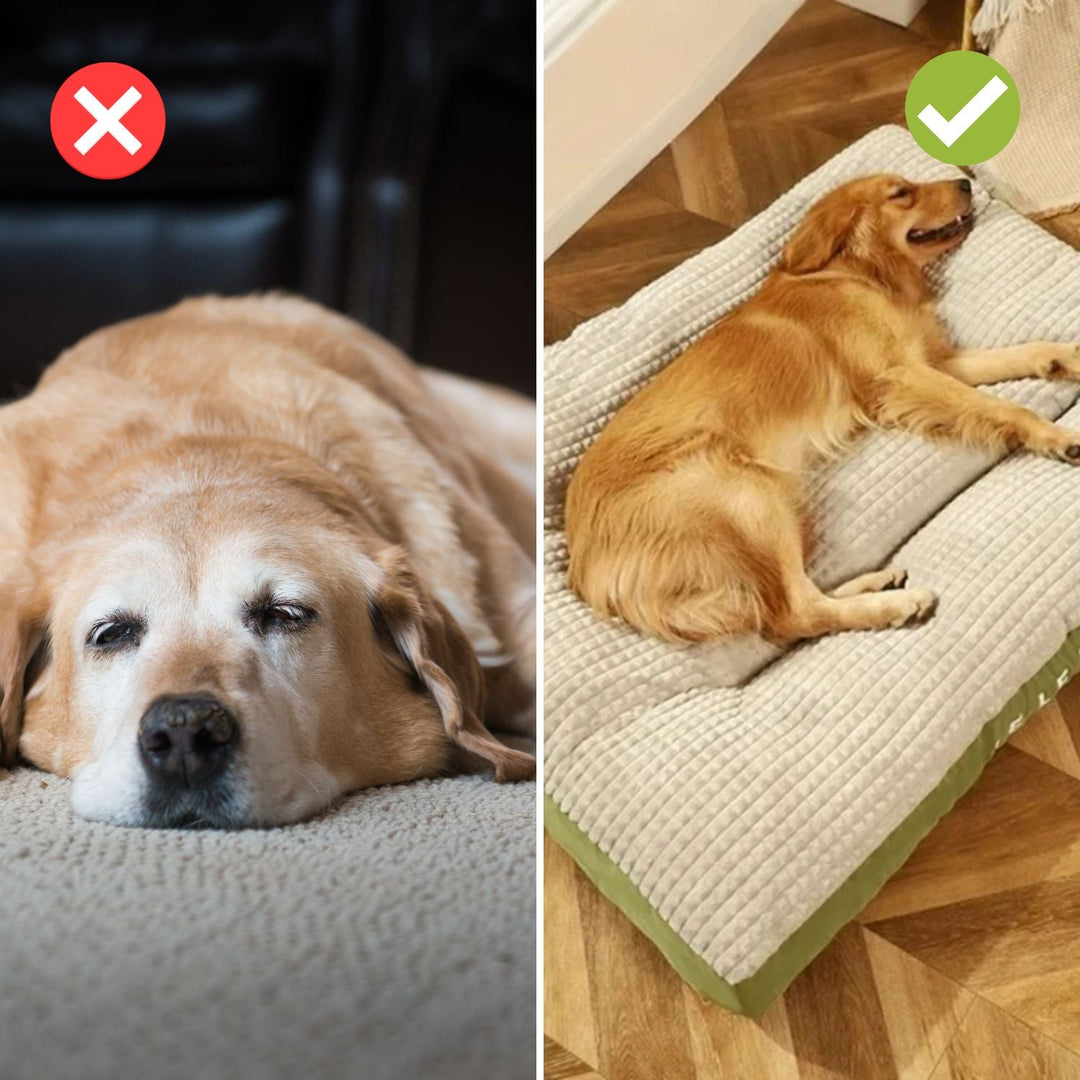 Norvo | SnoozePaw Luksus Hundeseng – Robuste Skum, Avtakbare Trekk og Optimal Støtte