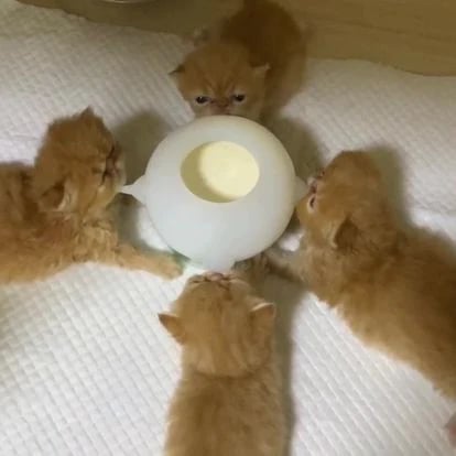 Norvo | Bittbestandig simuleringsbaby kjæledyrfôrskål