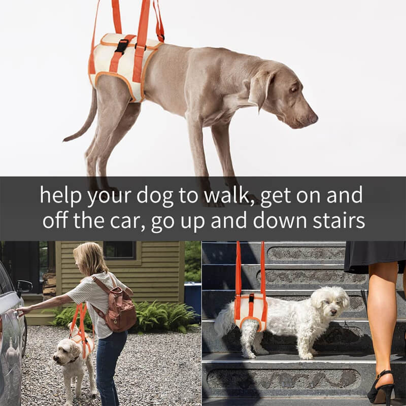 Norvo | Dog Support Lift Harness for ACL Rehab & Arthritis