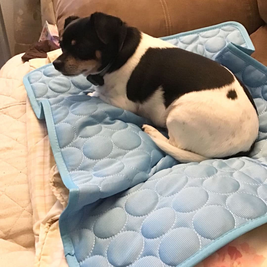 Norvo | COOLTAILS - Premium Kjølematte