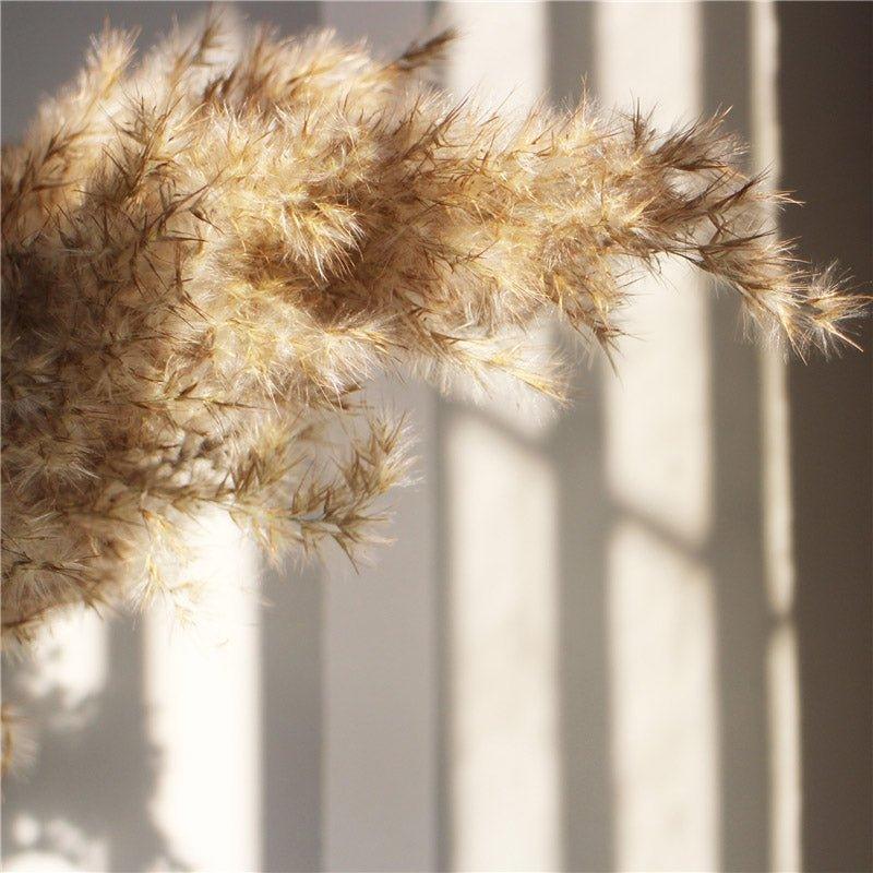 Norvo | 60 cm naturlig, ekte, brunt-beige tørket pampasgress bukett │ fluffy fjær for moderne boho hjemmeinnredning