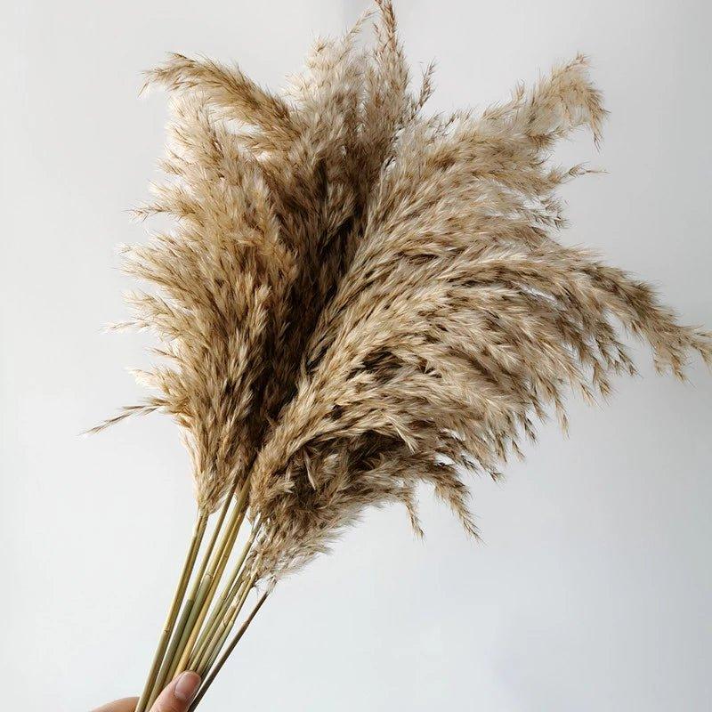 Norvo | 60 cm naturlig, ekte, brunt-beige tørket pampasgress bukett │ fluffy fjær for moderne boho hjemmeinnredning