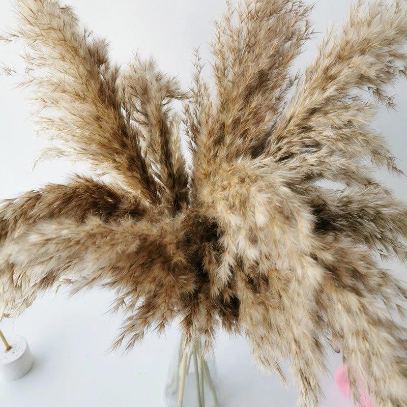 Norvo | 60 cm naturlig, ekte, brunt-beige tørket pampasgress bukett │ fluffy fjær for moderne boho hjemmeinnredning