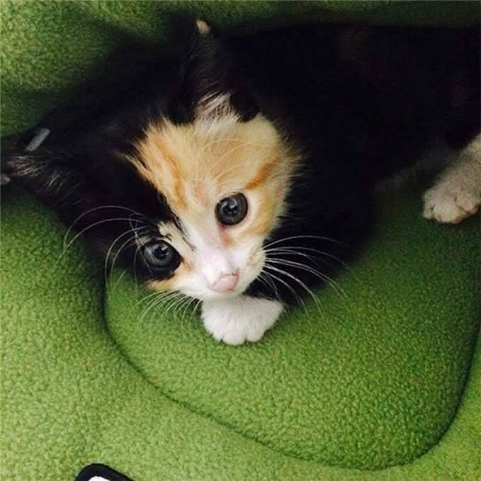 Norvo | COZYDEN - Hideaway Cave Pet Bed