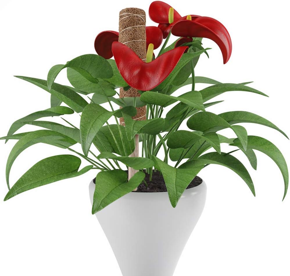 Norvo | Kokosnøtt mosepinne for klatreplanter – Naturlig klatrehjelp for stueplanter og hage
