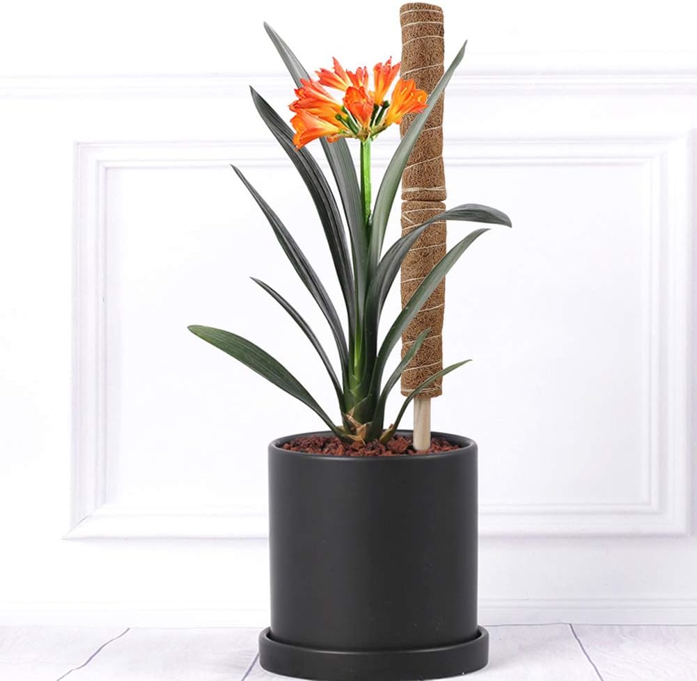 Norvo | Kokosnøtt mosepinne for klatreplanter – Naturlig klatrehjelp for stueplanter og hage