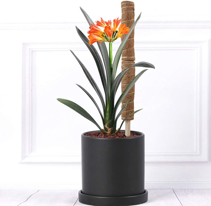 Norvo | Kokosnøtt mosepinne for klatreplanter – Naturlig klatrehjelp for stueplanter og hage