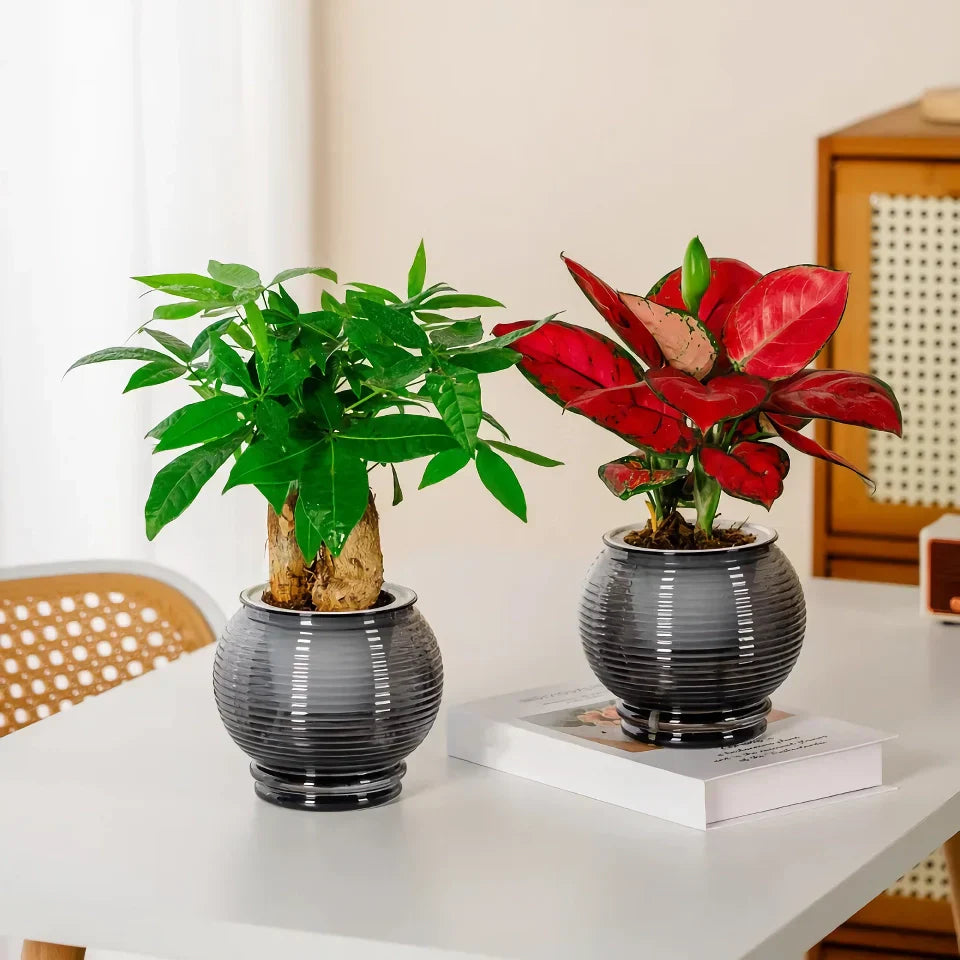 Norvo | Selvvannende innendørs sukkulent planter