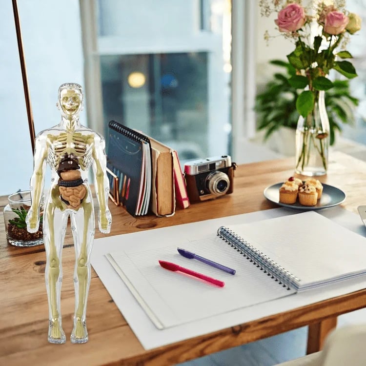 Norvo | Klar Menneskelig Kropp Strukturmodell