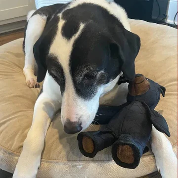 Norvo | Uforgjengelige og interaktive bjørn hundelekene for kraftige tyggere