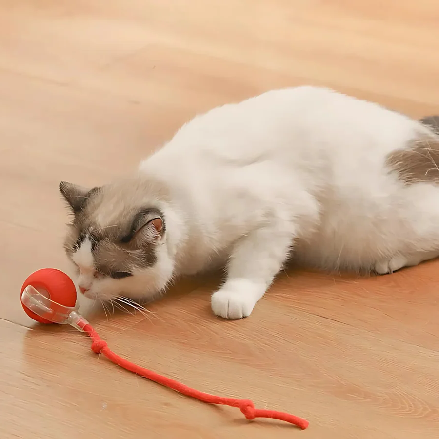 Norvo | Smart interaktiv kjæledyrball leketøy