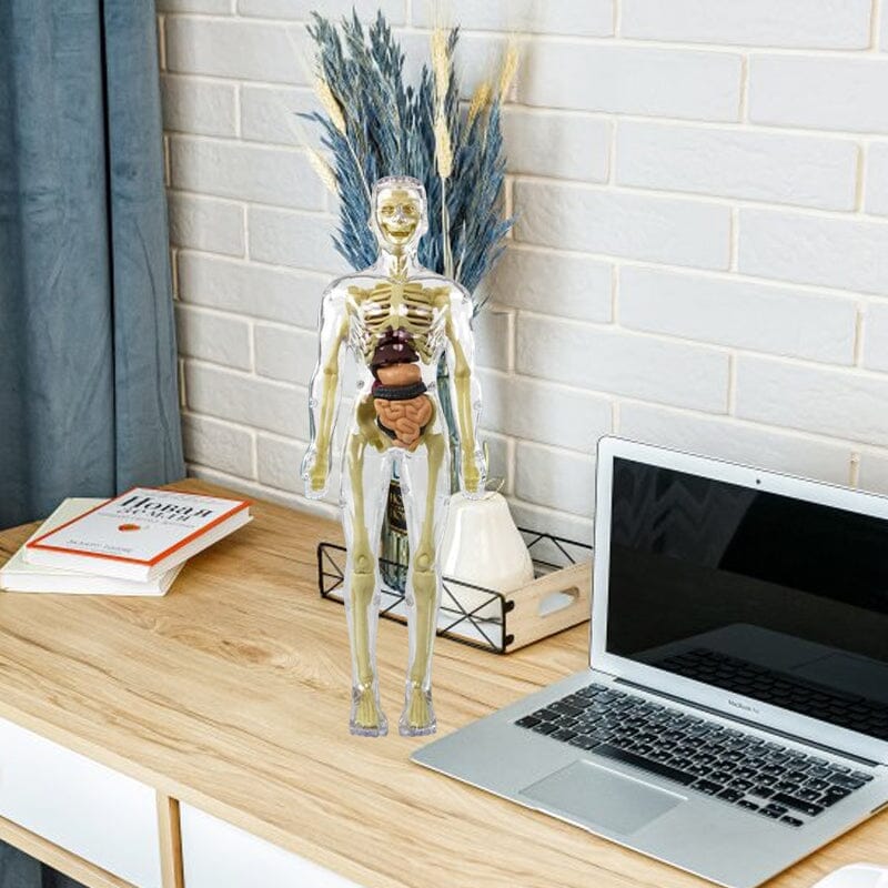 Norvo | 3D menneskekropp torso-modell for barn anatomi modell skjelett