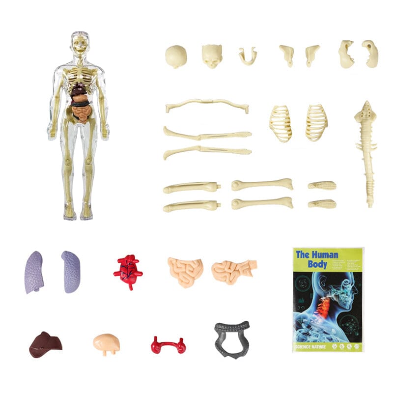 Norvo | 3D menneskekropp torso-modell for barn anatomi modell skjelett