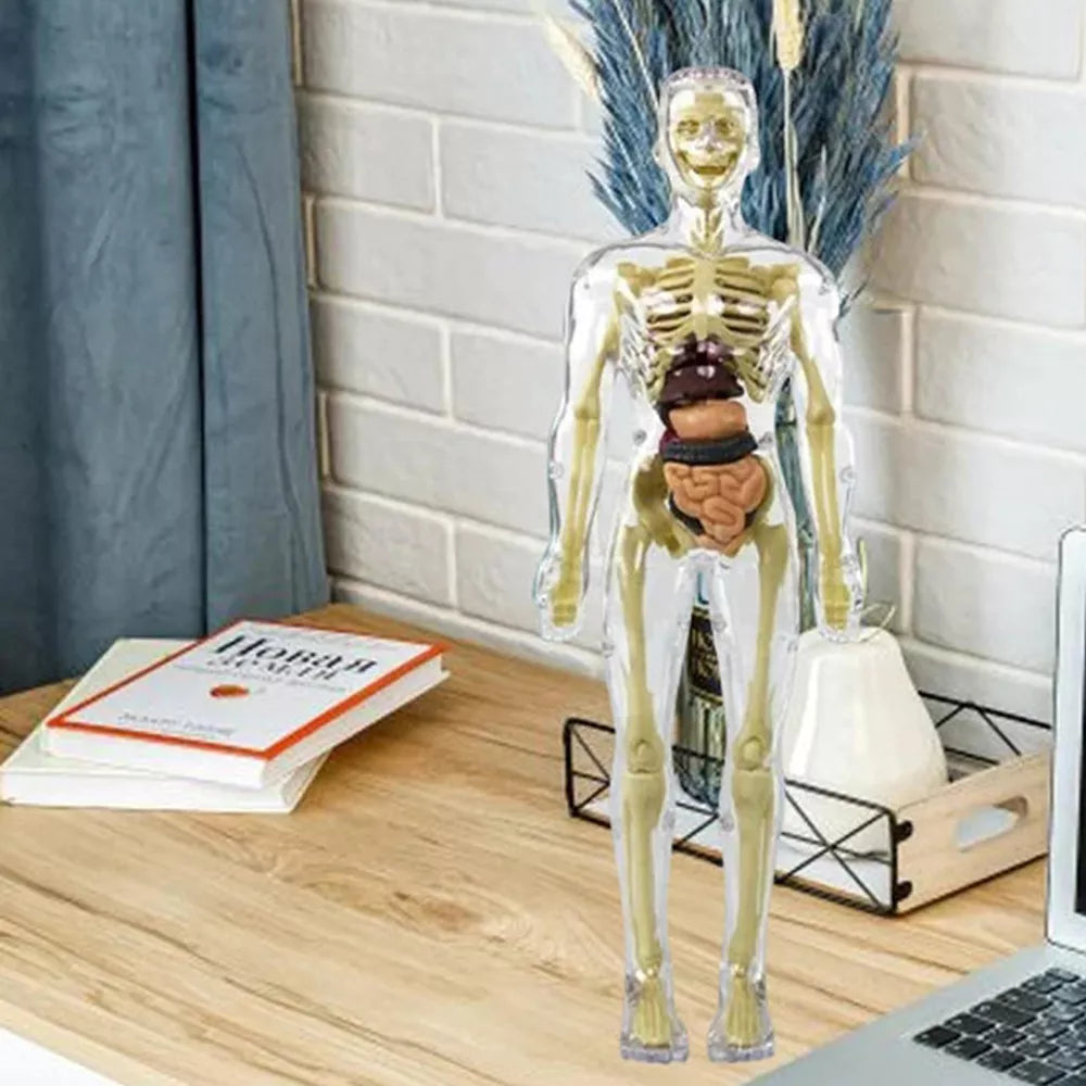 Norvo | Barn 3D Menneskekropp Anatomi Modell Morsom & Utdanningsvitenskap Leketøy