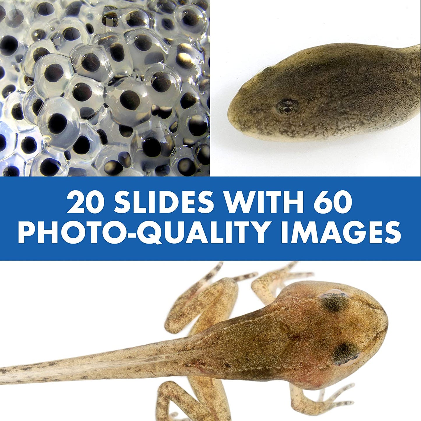 Norvo | Mikroskopleketøy for barn med talefunksjon