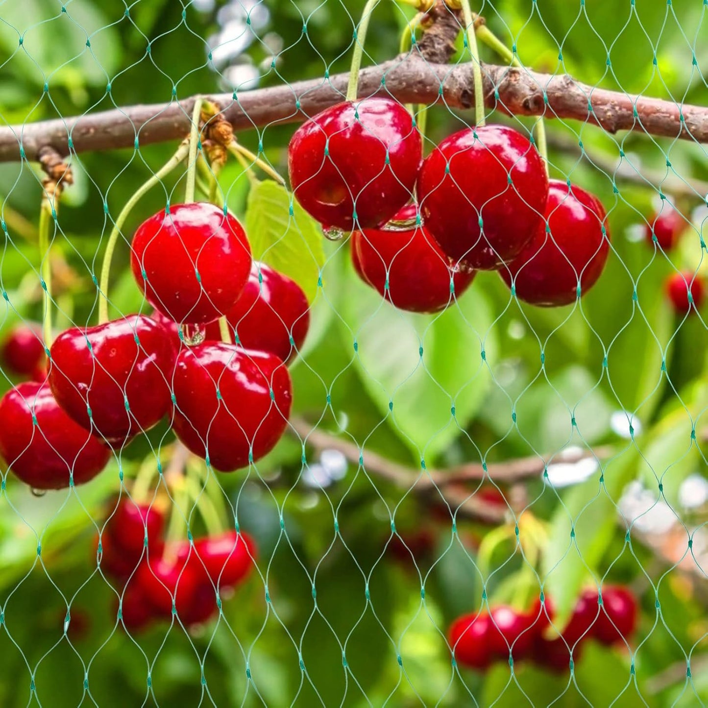 Norvo | Beskyttelsesnett for hageplanter – Grønt nett mot skadedyr og dyr