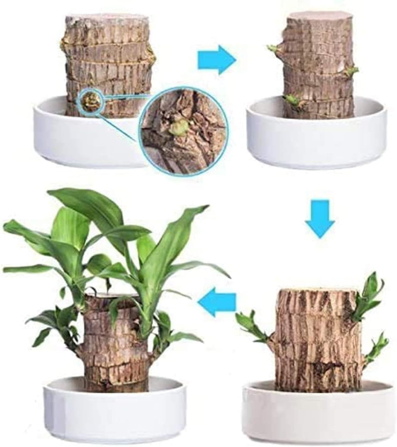 Norvo | Lucky Brazil Wood Potted Plant
