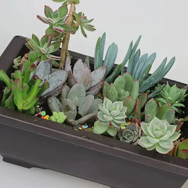 Norvo | Rektangulær Blomsterkasse med Tallerken for Balkong