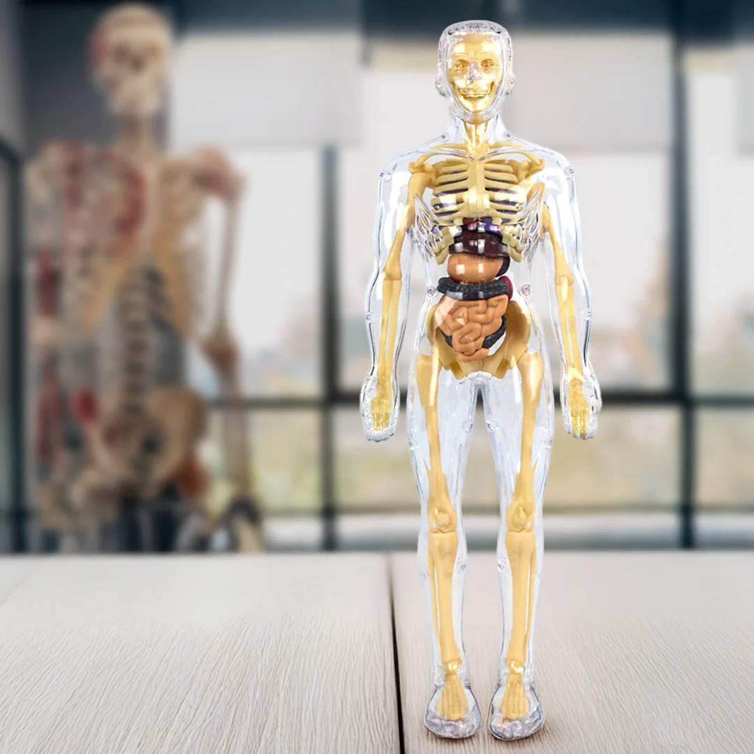 Norvo | Barn 3D Menneskekropp Anatomi Modell Morsom & Utdanningsvitenskap Leketøy