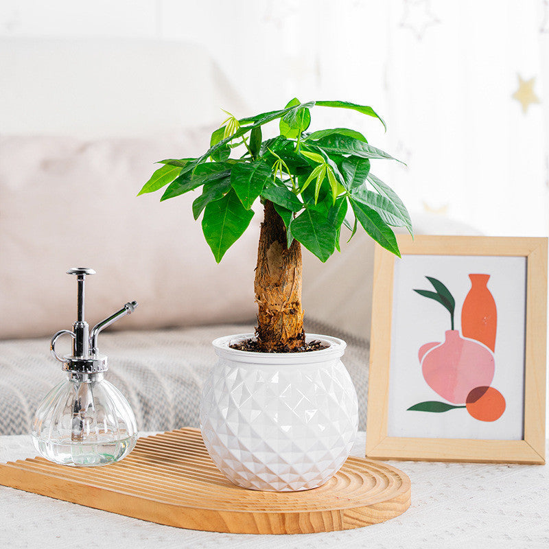 Norvo | Selv-vanning saftig plantepotte med akvarium