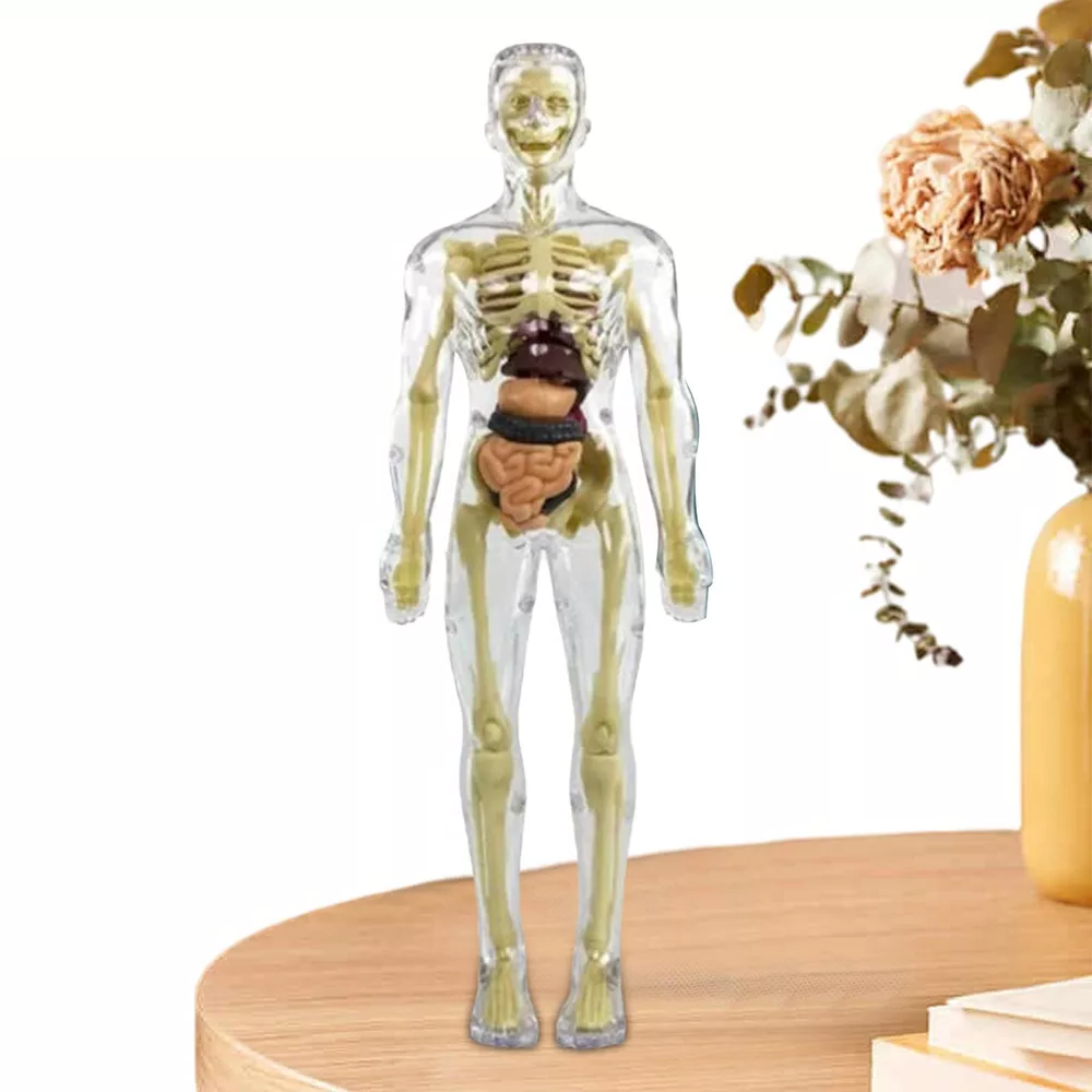 Norvo | Barn 3D Menneskekropp Anatomi Modell Morsom & Utdanningsvitenskap Leketøy