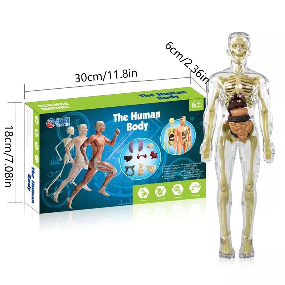 Norvo | Barn 3D Menneskekropp Anatomi Modell Morsom & Utdanningsvitenskap Leketøy