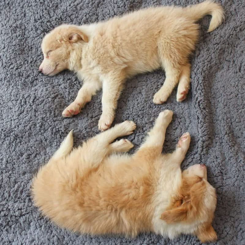 Norvo | FLOOPIE - Premium Pet Fleece Blanket