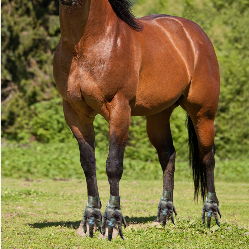 Norvo | Morsomme Føtter For Hest