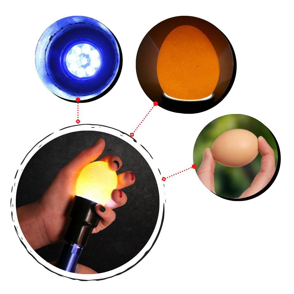 Eggelykt