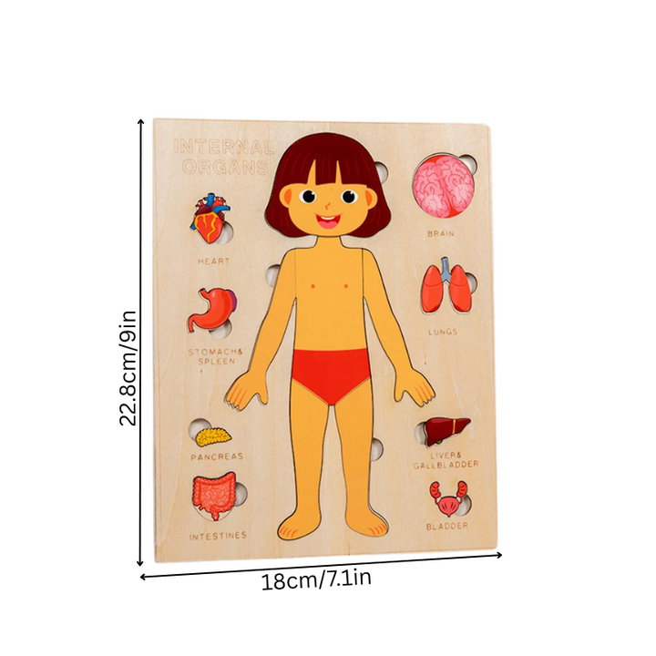 Norvo | BodySmart
