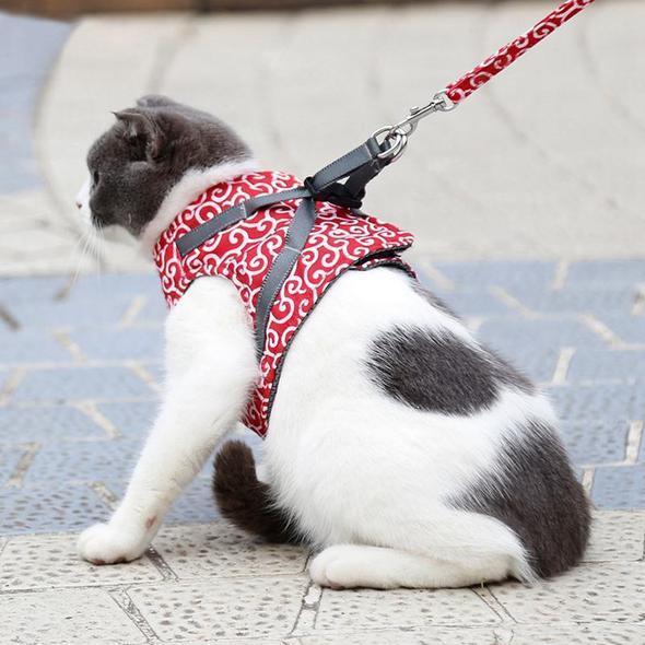 Kragejakke og bånd for katt | Norvo