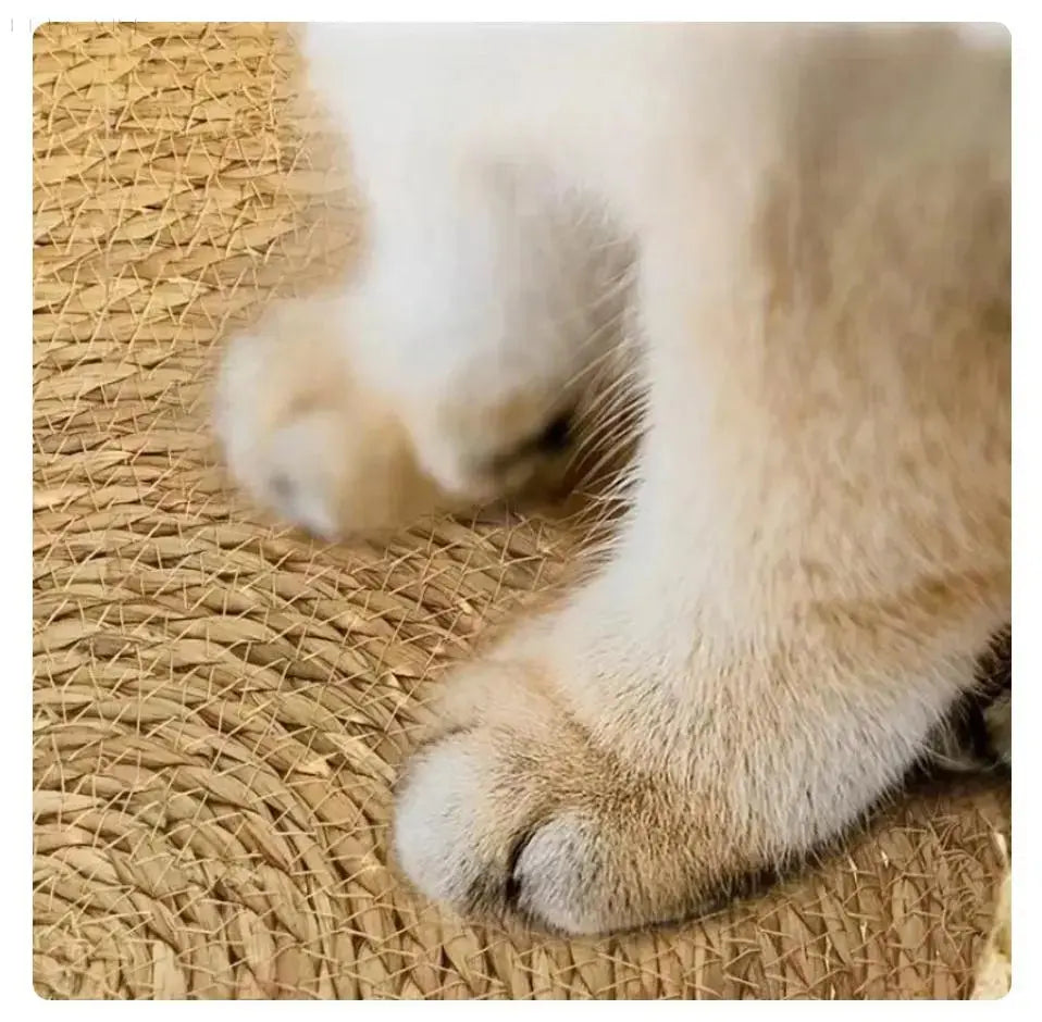 Norvo | Cozypets – Supermykt Og Komfortabelt Kattenseng