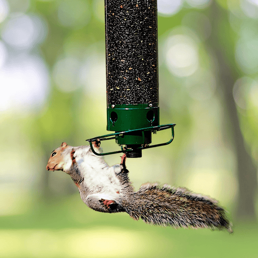 Norvo | Ekorreklar fuglekasse med roterende perche & 4 matingåpninger