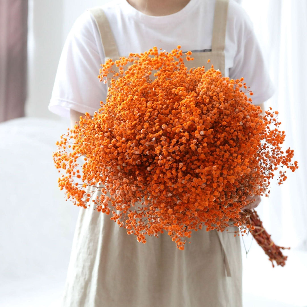 Norvo | Tørket Bevart Gypsophila Blomsterbukett – Naturlig Dekor