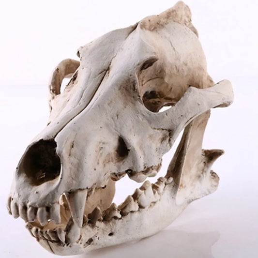 Norvo | Ulv Skjelett Skulptur Modell