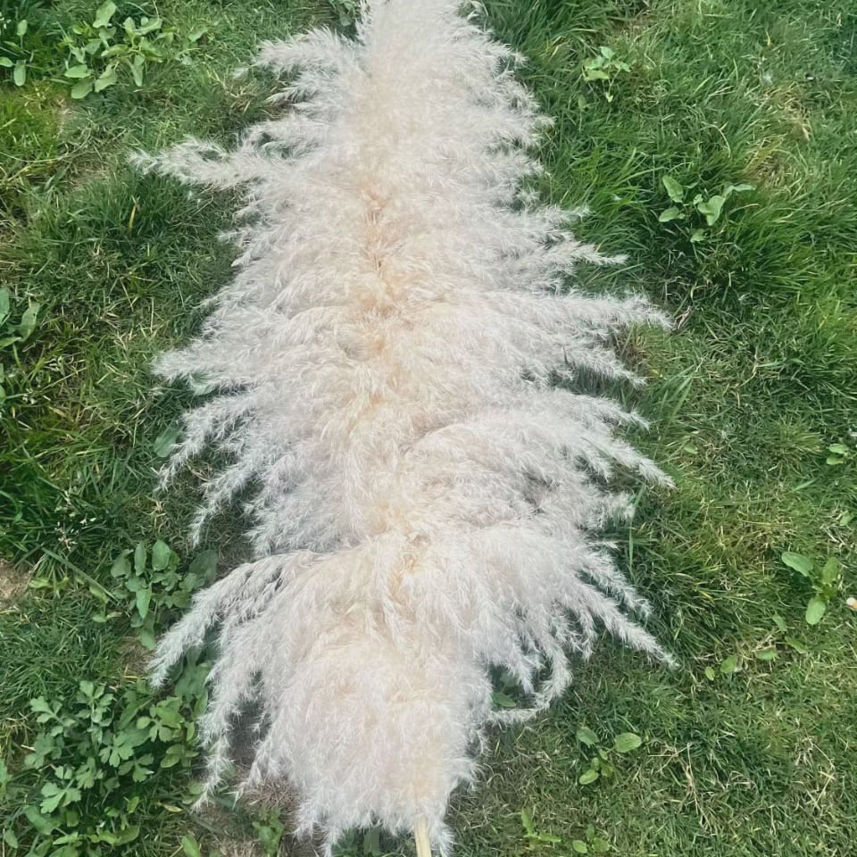 Norvo | Stor fluffy pampasgress