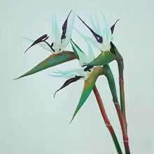 Norvo | Floriva 3 Delt Sett Kunstige Strelitzia | Papegøye Blomster | 24,5 cm Lange Stengler | Dekorasjon for Hjem, Kontor & Arrangementer