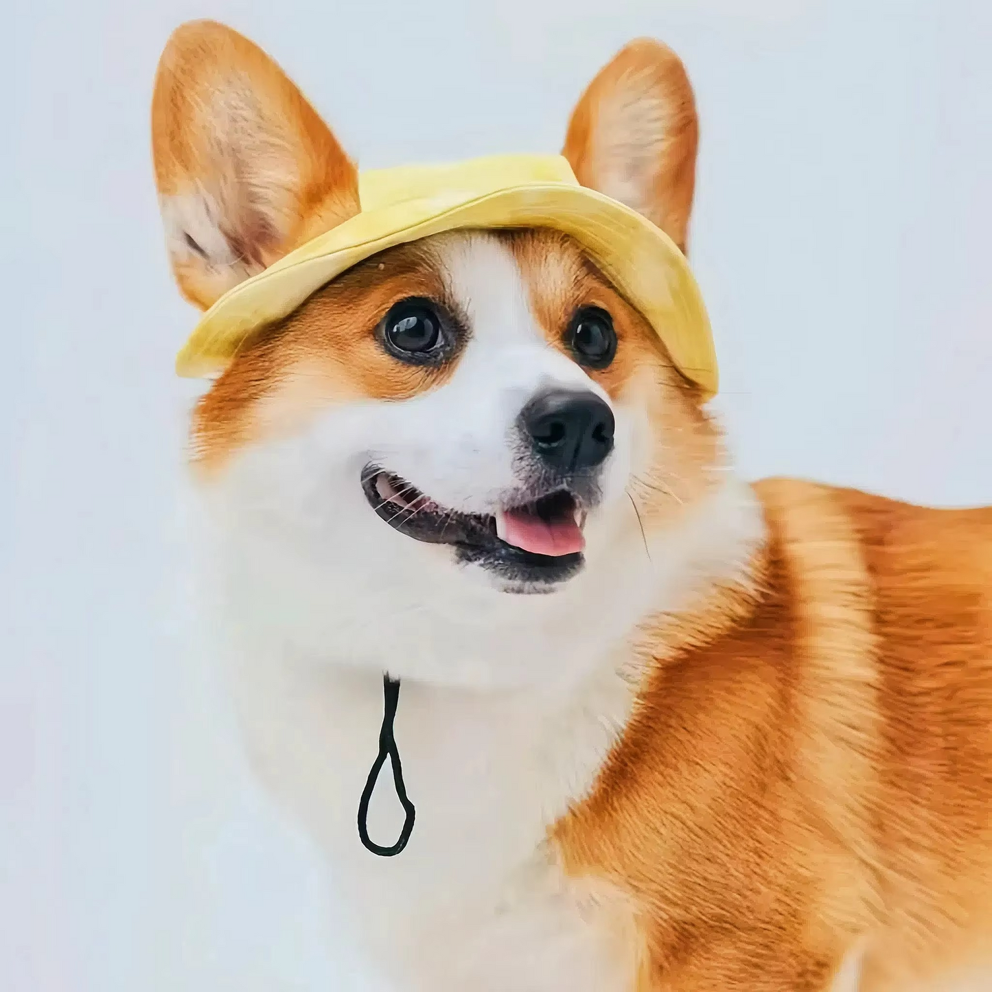 Norvo | Chic Pet Sun Hat - Lettvekts og stilfull solbeskyttelse for hunder og katter