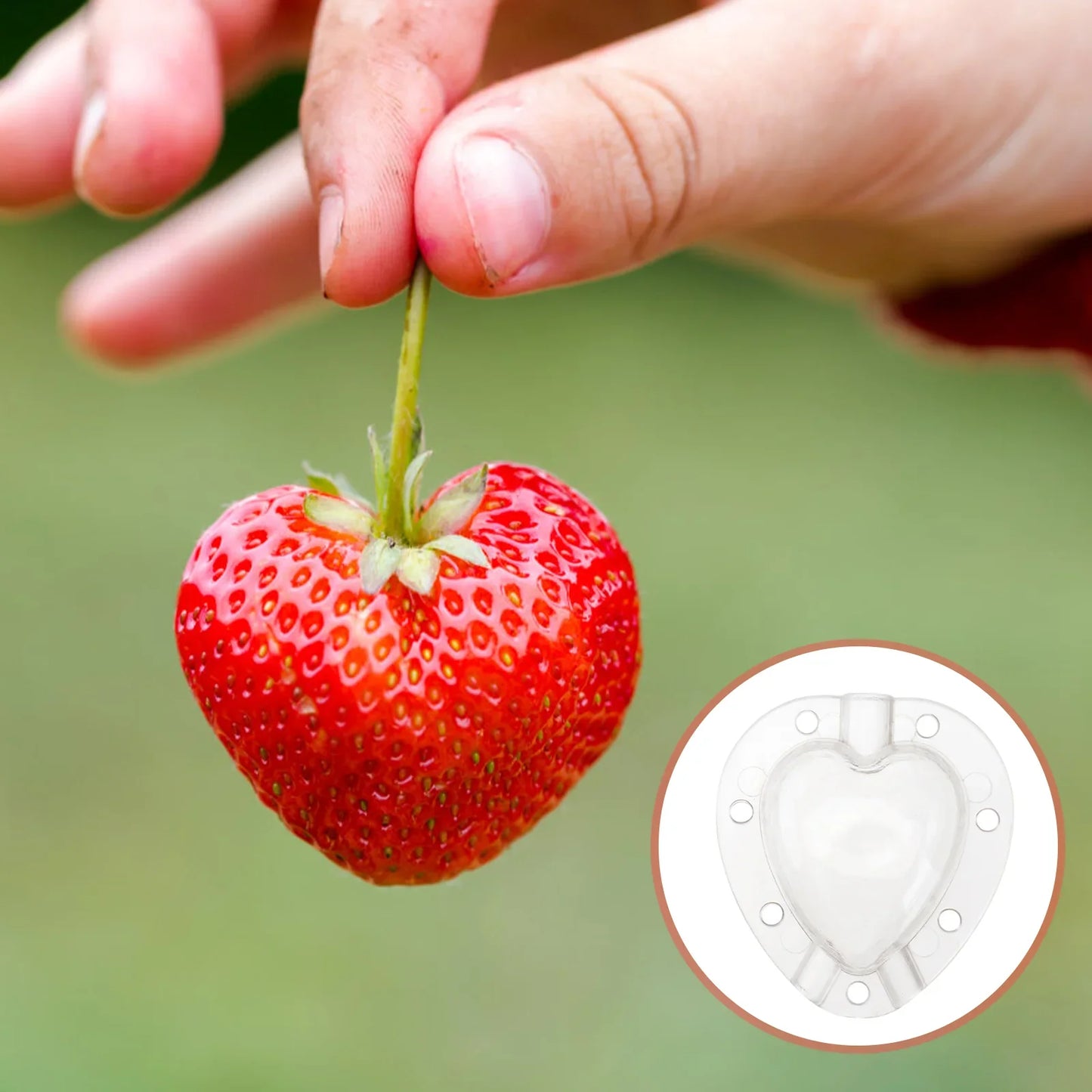 Norvo | Hjerteformet Grønnsakskutter – Kreativ Mold Skål for Grønnsaker og Frukt