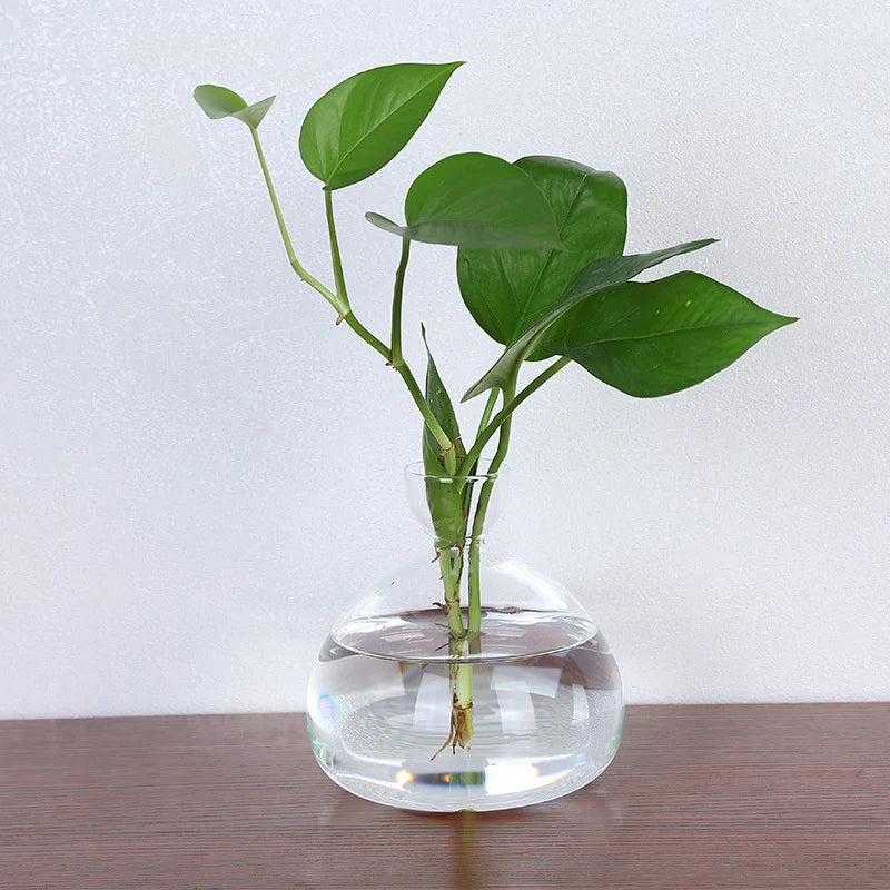 Norvo | Avokado Vase Glass | Transparent Spireglass | Plantekonteiner for Avokado Dyrking | 10–15 cm