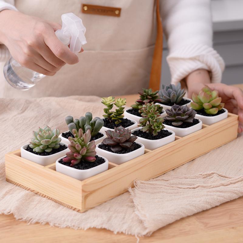 Norvo | Mini Planter Tray Set